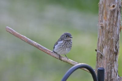 Eastern Bluebird (Juvenile)