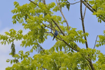 Indigo Bunting (Male)