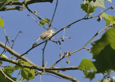 Warbling Vireo