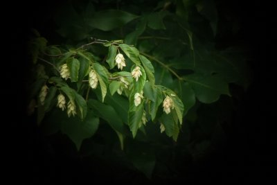 American Hophornbeam Tree (Ostraya virginiana)