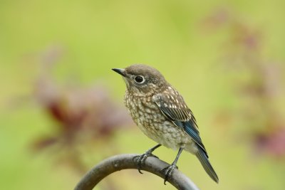 Eastern Bluebird (Juvenile)