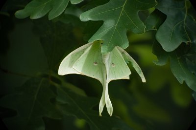 Luna Moth