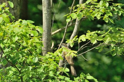 Yellow-billed Cuckoo