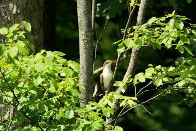 Yellow-billed Cuckoo