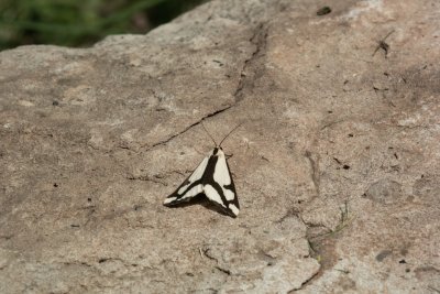 LeConte's Haploa Moth