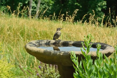 Eastern Bluebird (Immature)