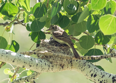 Hammonds Flycatcher (on her nest)