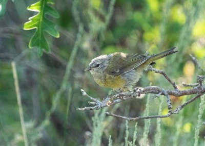 Green-tailed Towhee (Immature)