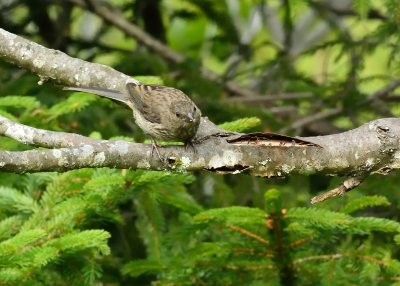 Eastern Towhee (Immature)