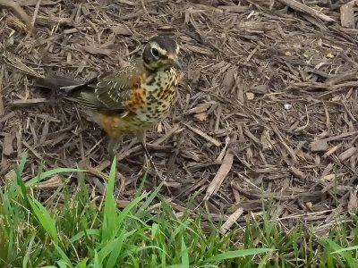 American Robin (Immature)