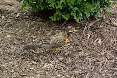 American Robin (Immature)