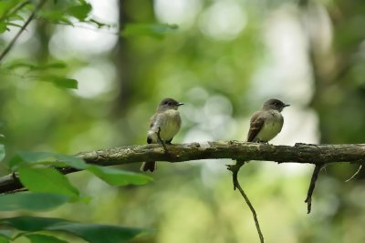 Eastern Phoebes (pair)