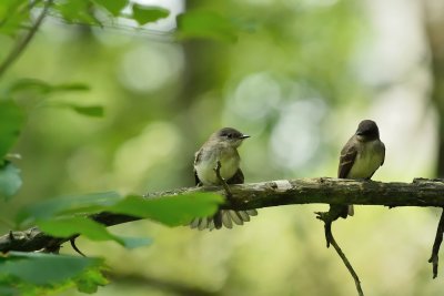 Eastern Phoebes (pair)