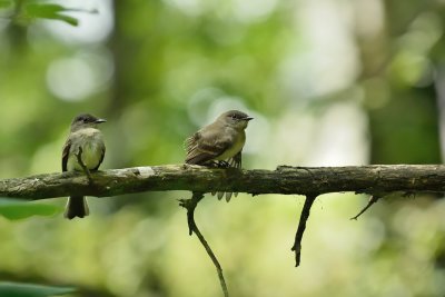 Eastern Phoebes (pair)