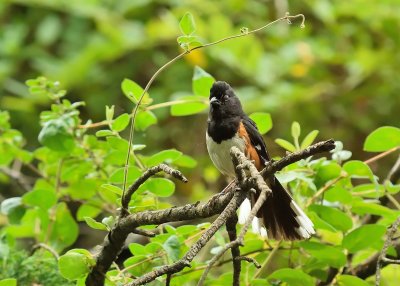 Eastern Towhee (Male)