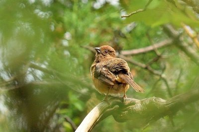 Eastern Towhee (Female)