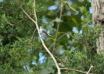 Blue-gray Gnatcatcher