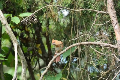 Northern Cardinal (Immature)