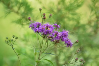 Ironweed Wildflower