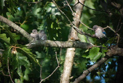 Eastern Bluebird (Immature)