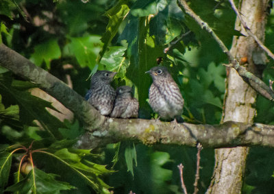 Eastern Bluebird (Immature)