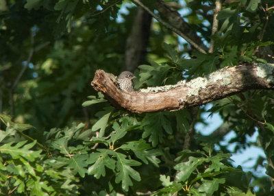 Eastern Bluebird (Immature)