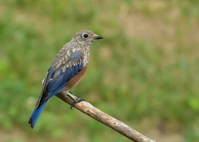 Eastern Bluebird (Immature)
