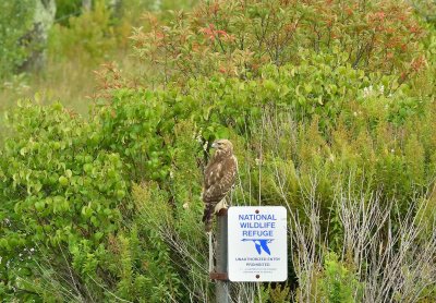 Red-shouldered Hawk