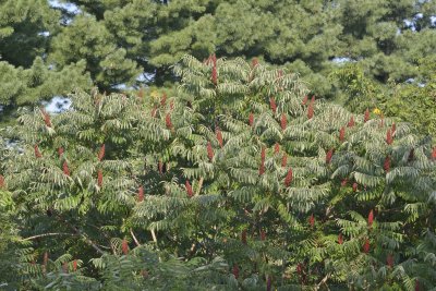 Staghorn sumac