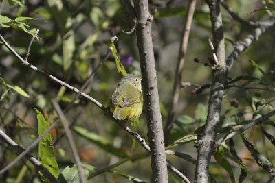 Mourning Warbler