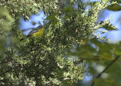 Magnolia Warbler