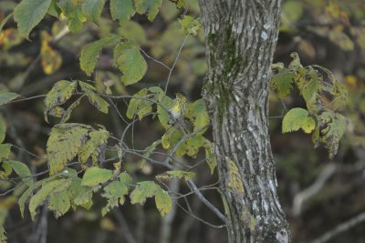 Cape May Warbler