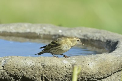 Pine Siskin