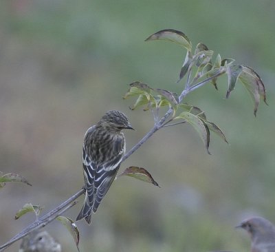 Pine Siskin