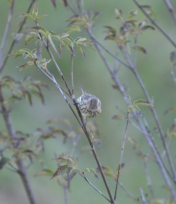 Pine Siskin