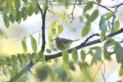 Nashville Warbler