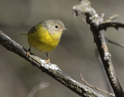 Connecticut Warbler