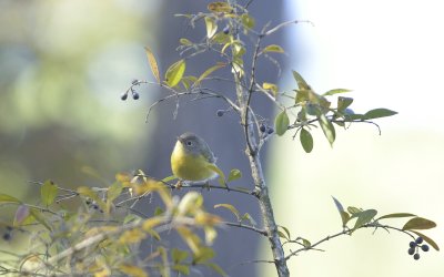 Connecticut Warbler