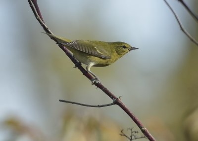 Tennessee Warbler