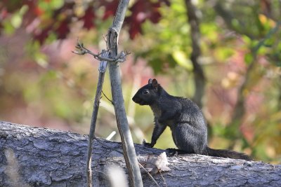 Black Squirrel