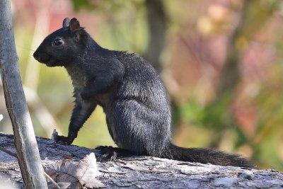 Black Squirrel