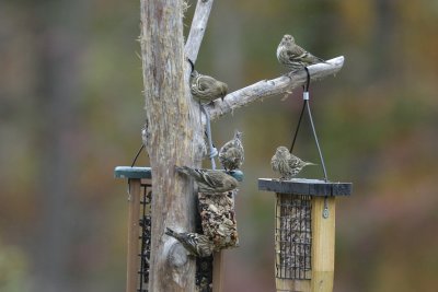 Pine Siskin