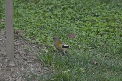 Evening Grosbeak