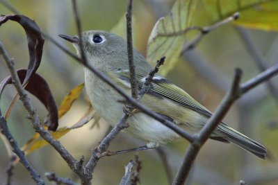 Ruby-crowned Kinglet