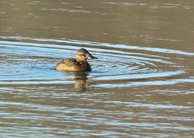 Ruddy Duck