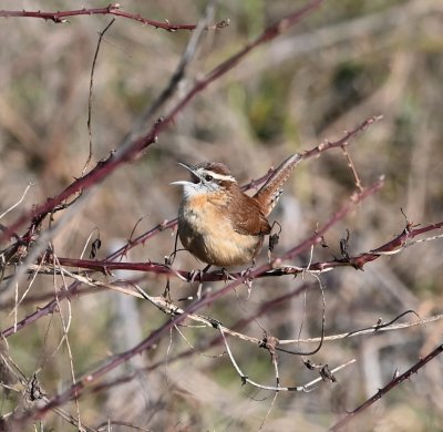 Carolina Wren