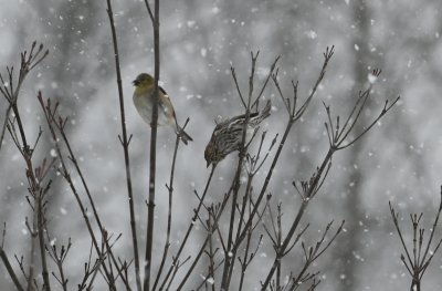 Pine Siskin & American Goldfinch