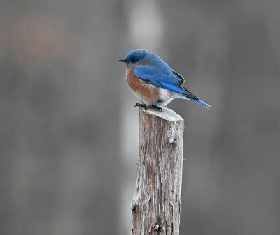 Eastern Bluebird (Male)