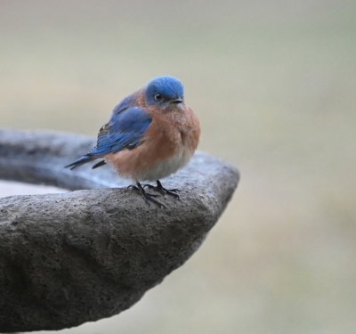 Eastern Bluebird (Male)
