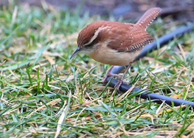 Carolina Wren